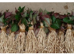 ���Ȳ�֪����������Щ����