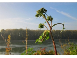 ����Ľ��� �������ȷʳ�÷���