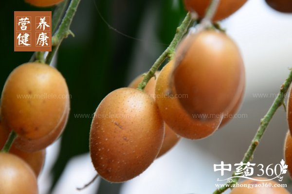 huangpiguodegongxiao