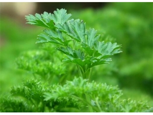 �������Ĺ�Ч������ ��������ʲô