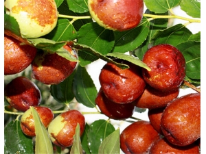 ����Ƶ����Ʒ��� ����ĳԷ�