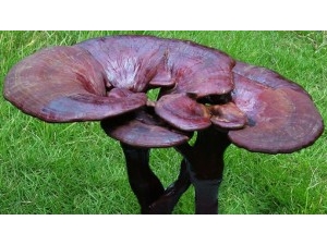 ��֥��ô��Ч����� ��֥����Щ����