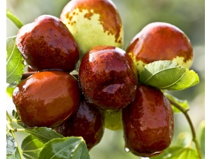 ��������� �����ҩ�ù�Ч