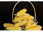 粘玉米的功效与作用 糯玉米的营养价值