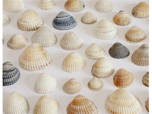 ����۵Ĺ�Ч������ Ӫ���ḻ������