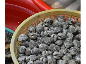 ���Ĺ�Ч������ ���β�Ѫ��Ч��