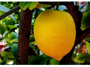 ���ʿ���ֱ�ӳ��� ���ʵĳԷ���ȫ