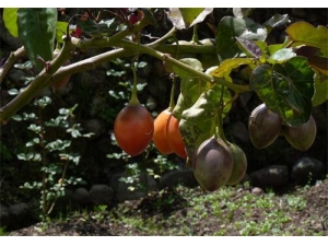 �����ѵĹ�Ч������ �����ѵ�ҩ�ü�ֵ