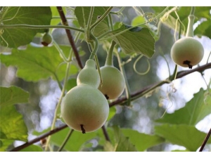 ҹ�����Ĺ�Ч������ ҹ������ʲô