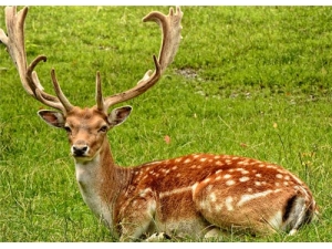 ¹��������εĹ�Ч ��������εĽ���