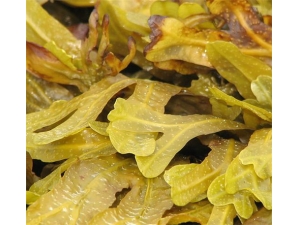 �����˵Ĺ�Ч������ ����ȥ���ֽ���