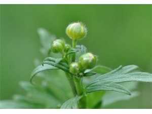 �׷�˵Ĺ�Ч������ �׷�˵�ҩ�ü�ֵ