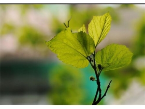 ɣҶ�Ĺ�Ч������ ɣҶ��ҩ�ü�ֵ