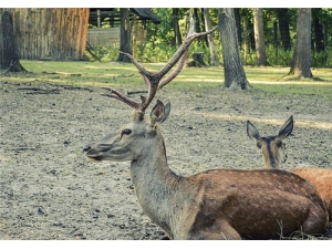 ¹�׸�Ĺ�Ч������ ¹�׸�ĳԷ�