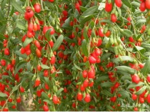 ������������ɶ����