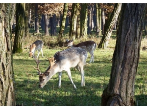 阿胶鹿茸炖牛肉功效与作用 鹿茸的禁忌