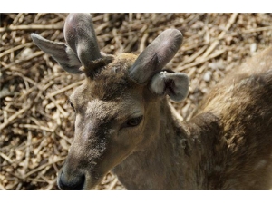 ҩ¹׵ĹЧ ŮԲѪѡ¹