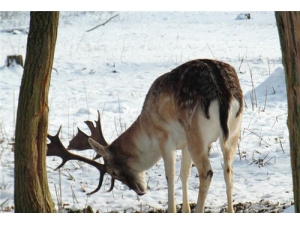 ¹�׾���Ч������ ¹���ݾƵ�������Ч