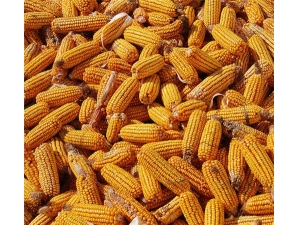 �������Ĺ�Ч������ ���������ּ���