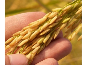 ����׵Ĺ�Ч������ ���鲹ѪЧ����