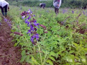 ���ε����þ�Ȼ�������