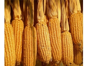 �����׵Ĺ�Ч������ ����������Ѫѹ