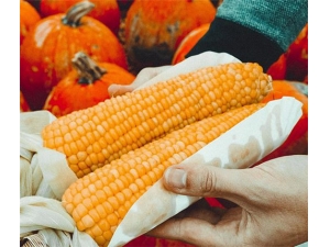 �����׵Ĺ�Ч������ ������θ��˥��