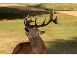 ¹�׵Ĺ�Ч�����óԷ� ������Ⱥ����ʳ��