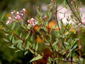 ����Ϊ���ɲݡ����޲��鲻���˷���