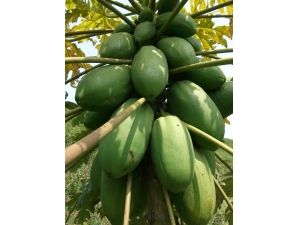 ���˽������ٵ��ؾ� ��ʮ��������Ч