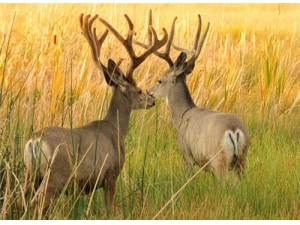 ����¹������������ ��������ȷ�Է�