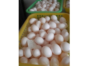 ����׳���к�� ���������뵰�����ˡ�Ӳ������