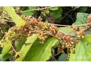 ��˿����ʲô����������Ч?