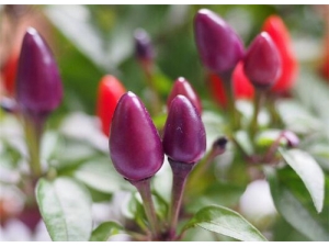 �ϼ⽷�Ĺ�Ч������ �ϼ⽷��Ӫ����ֵ