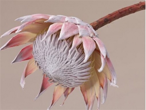 �����Ĺ�Ч������ ������ô��