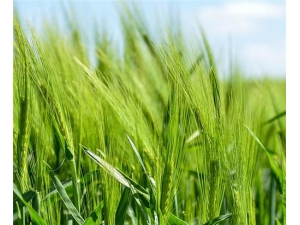 �ڴ���Ĺ�Ч������ ���ʿ������ô�