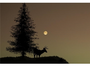 ��¹�׵����� ¹����ô��Ч���ź�