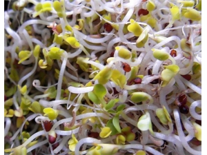 �ƶ�ѿ�Ĺ�Ч������ ������ʪ�ֲ�Ѫ