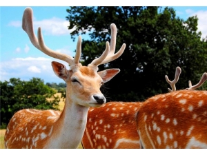 ¹ײݵĹЧ ë¹ײʲô