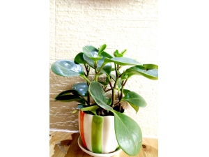 ���Ҵ�ͷ��Ҫ���������� ��Σ����Ľ���