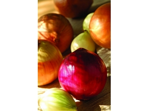 ��Щʳ�ﲻ�ܷŽ����� �׶Խ����������