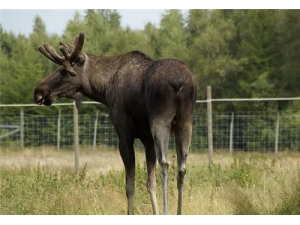 ¹��ѪƬ�Ĺ�Ч������ ¹��Ѫ�ƵĹ�Ч