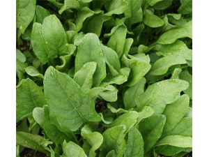 ��̦�˵Ĺ�Ч������ Ӫ���ḻ�ô���