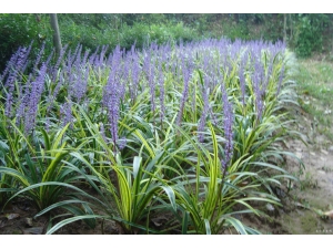 ����ҩ��Ҫ���Ĳ���