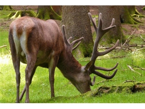 ¹�׺��Ƭ��Ч������ ��¹�׵ĺô�