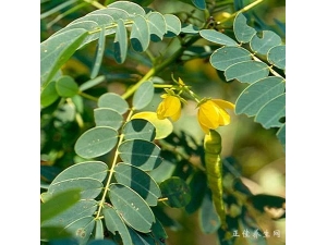 �����ӵ�ҩ����������Щ