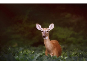 ¹����Ĺ�Ч������ ¹�׵ĸ�����