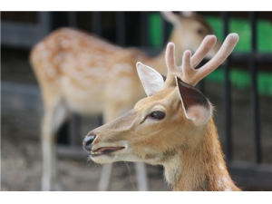 ¹��ѪƬ��ĳԷ� ¹��Ƭ�Ĺ�Ч