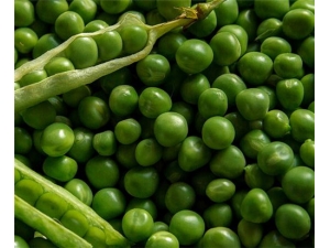 �ඹ�Ĺ�Ч������ ���������ֽ���