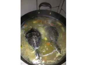 ɽҩ��Բ����������� �ʺ����˲�����������